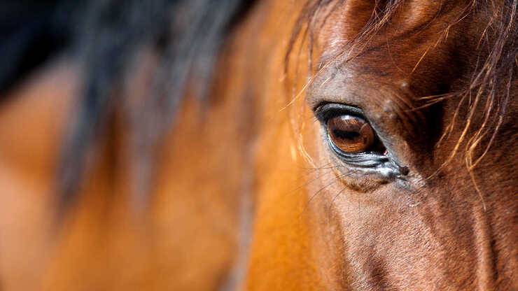 febbre nel cavallo