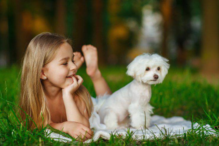 maltese e bambina