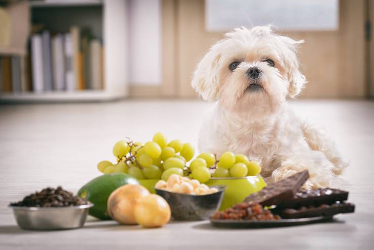 maltese e alimentazione