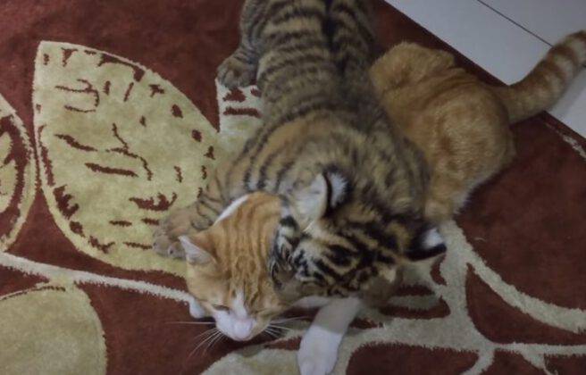 Il Gatto Che Mi Ha Detto Ti Amo Trama