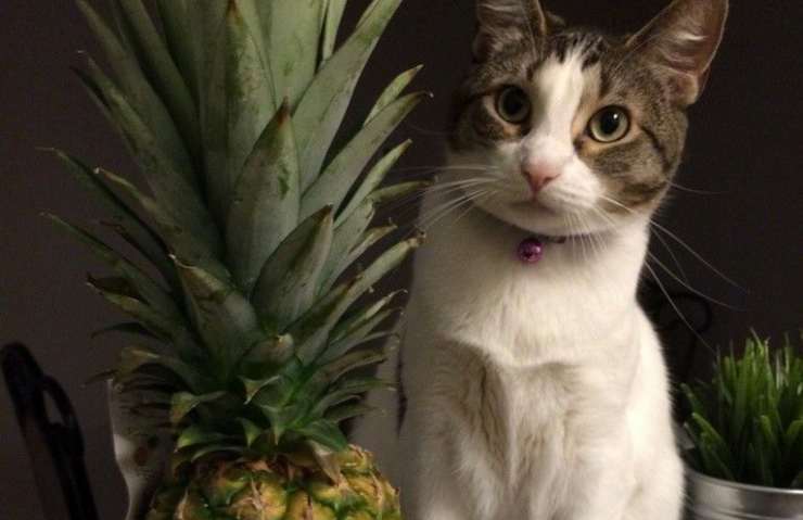 ananas al gatto