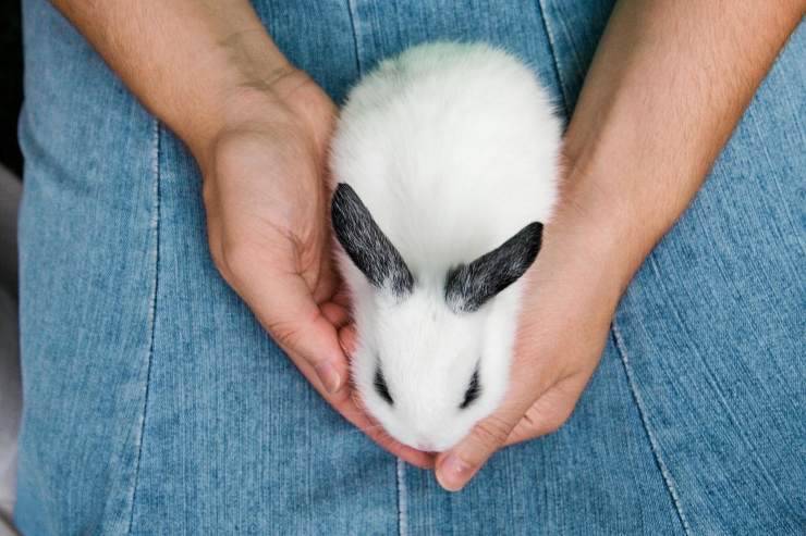 Crónica graduado Samuel Quanto vive un coniglio: fattori e consigli per la sua aspettativa di vita