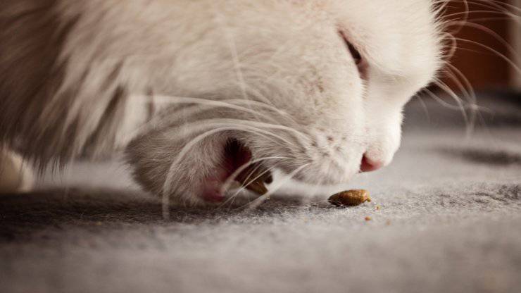 Avvelenamento da sodio nel gatto
