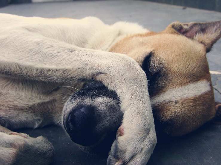 La malattia del cane