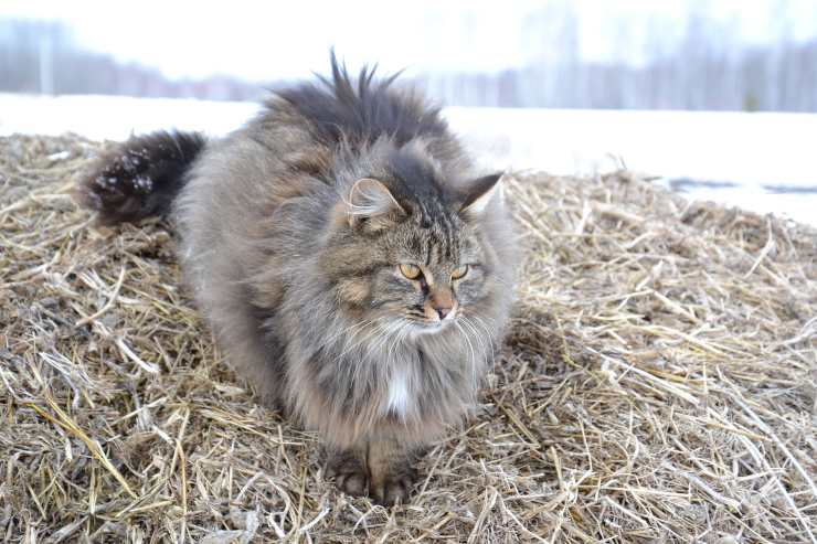 Razze di gatti con la coda spessa: Siberiano