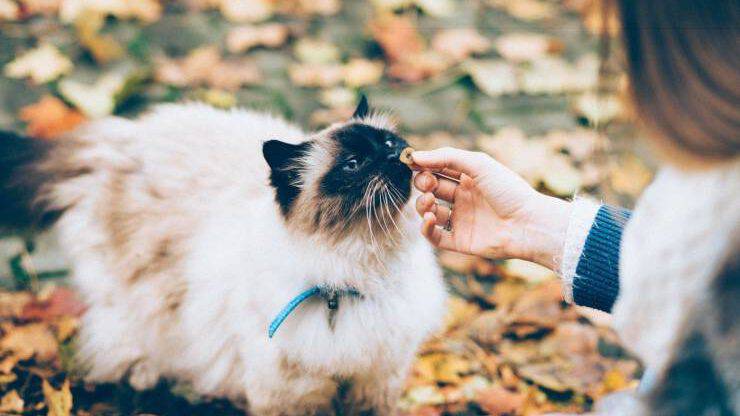 Cosa dare da mangiare a un gatto randagio