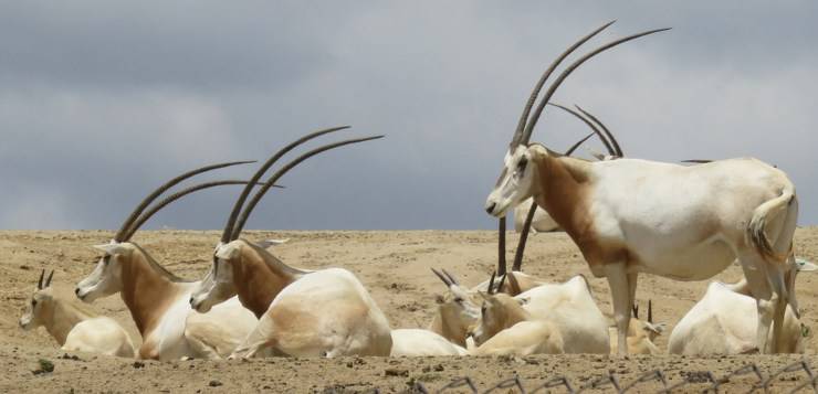 antilope animali corna più lunghe