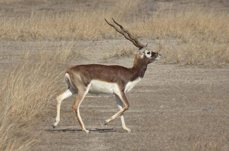 antilope cervicapra