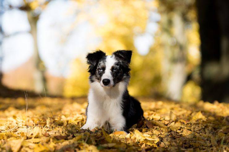 Cucciolo di Pastore australiano