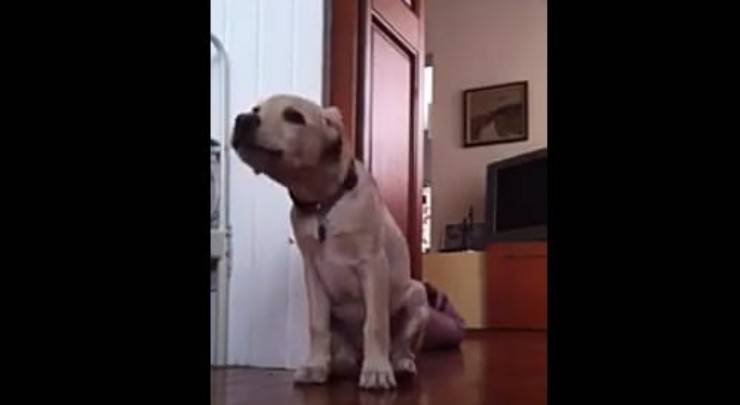 Il cucciolo attento (foto video)