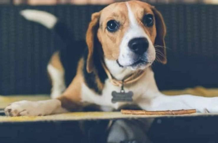 cagnolina abbandonata porto casa