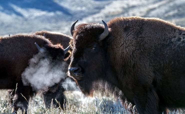 bisonte americano non estinzione nativi