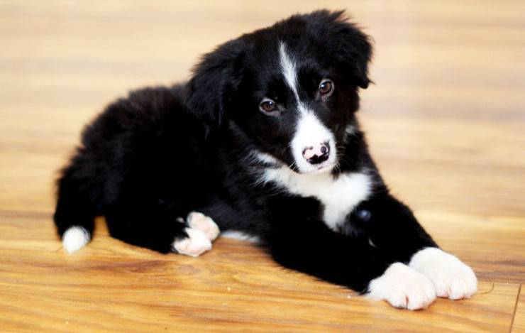 cane border collie alimentazione dieta mangiare