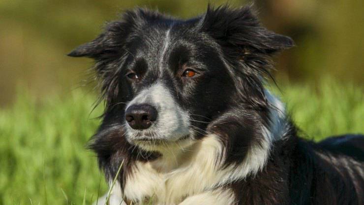 border collie cura pelo toelettatura bagnetto