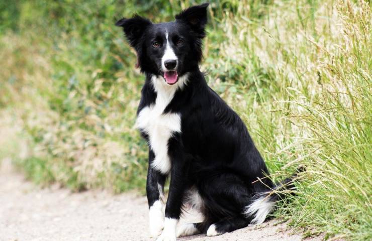 border collie cura pelo toelettatura bagnetto