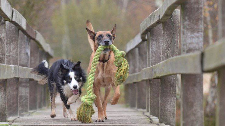 border collie razze compatibili cani
