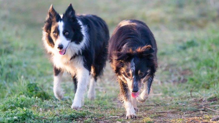 cane border collie malattie comuni predisposizioni razza cani