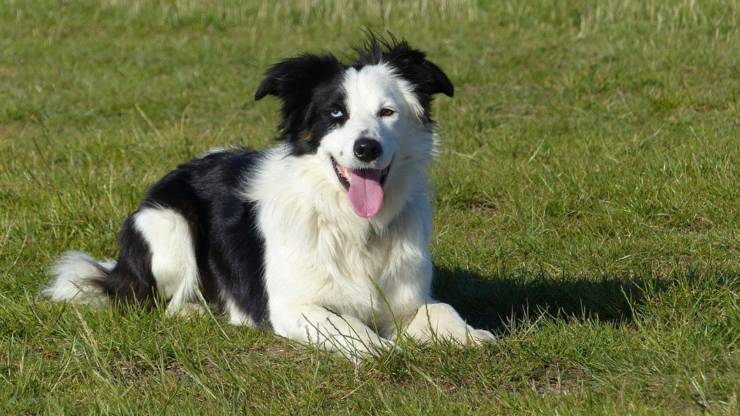 border collie razze compatibili cani