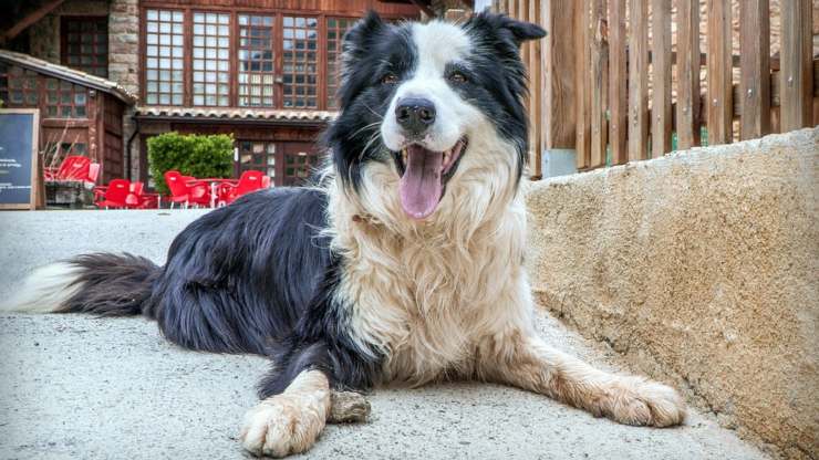 cane border collie alimentazione dieta mangiare