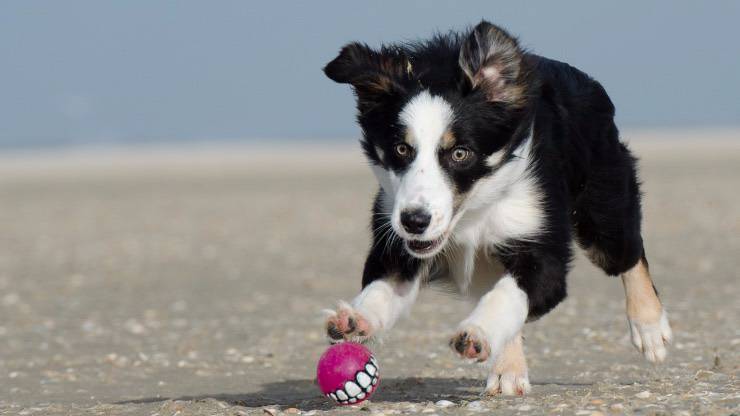 border collie cane