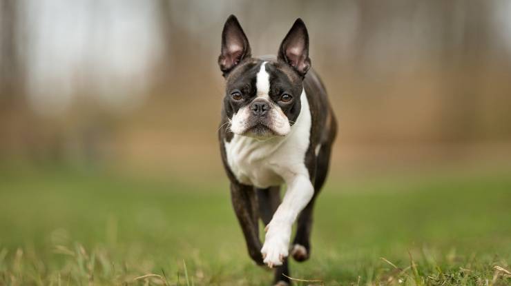 boston terrier