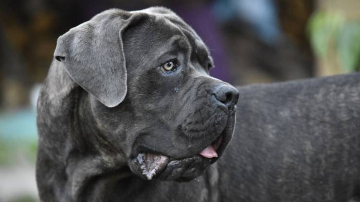 Cane Corso alimentazione dieta mangiare