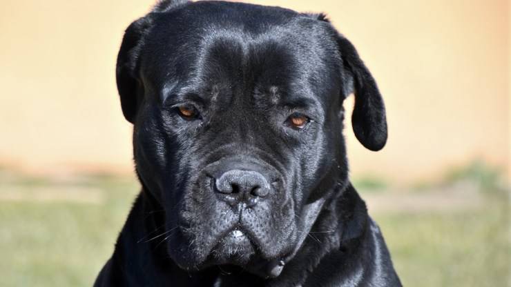 cane corso cura pelo toelettatura bagnetto