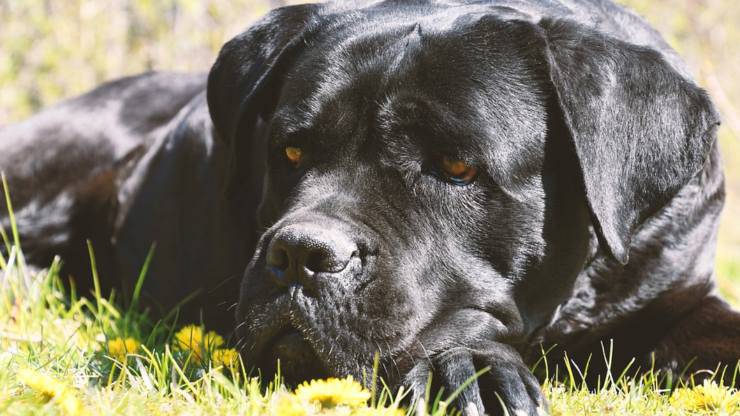 cane corso adottare padrone ideale