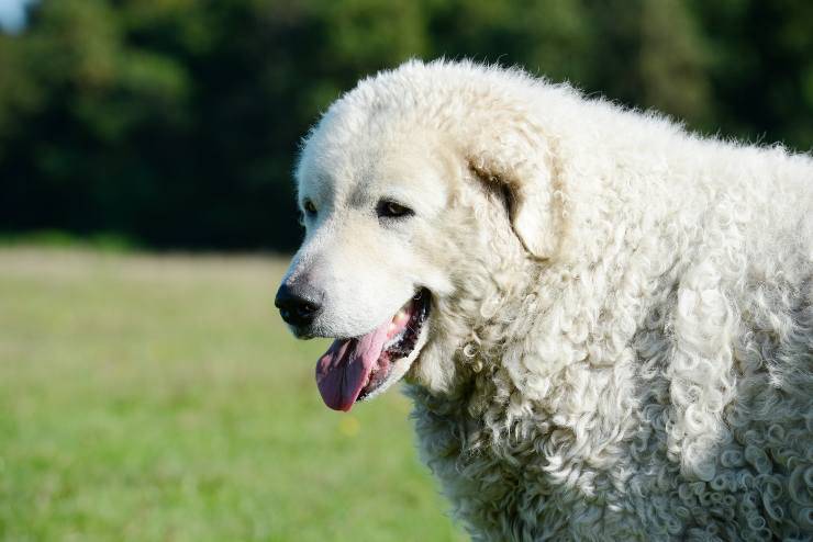 cane da Pastore Kuvasz