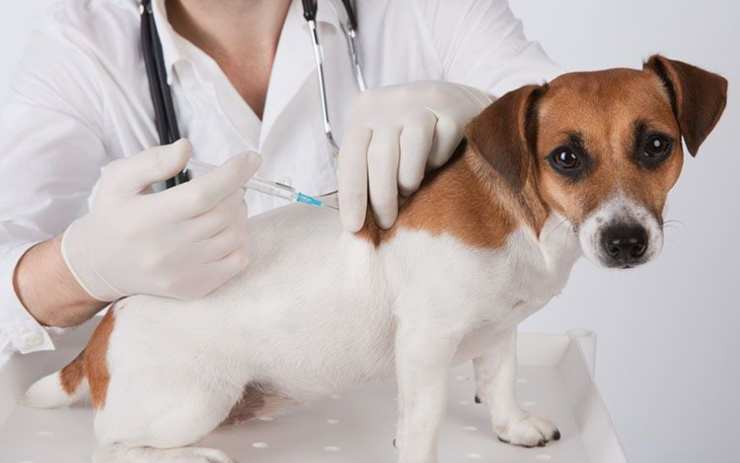 cane dal veterinario