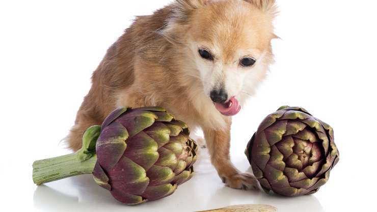 cane e carciofi