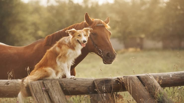 Razze di cani che vanno più d'accordo con i cavalli