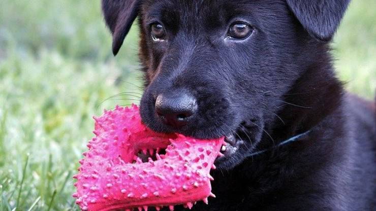 cane e gioco