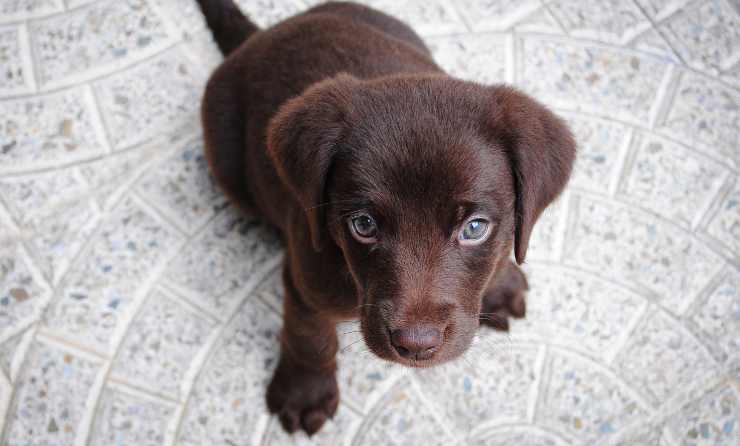 avantages du foie de chien