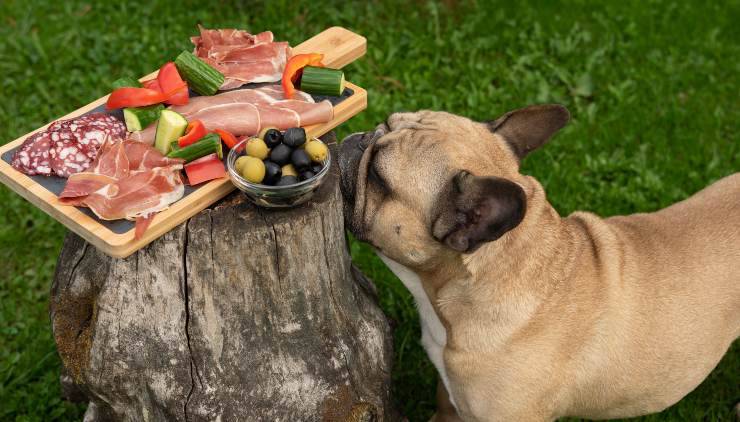 chien mange des olives