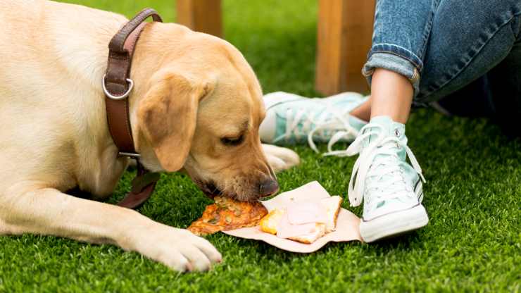 chien mange un sandwich au salami