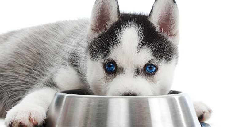 le chien peut manger de la nourriture frite