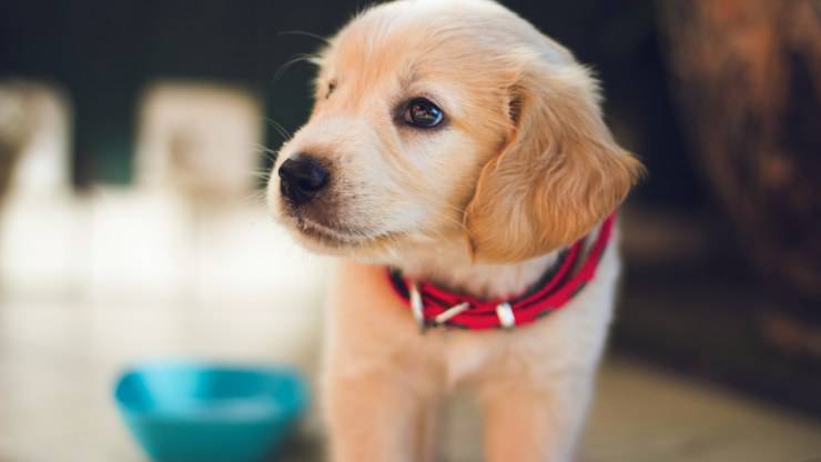 le chien peut manger du foie