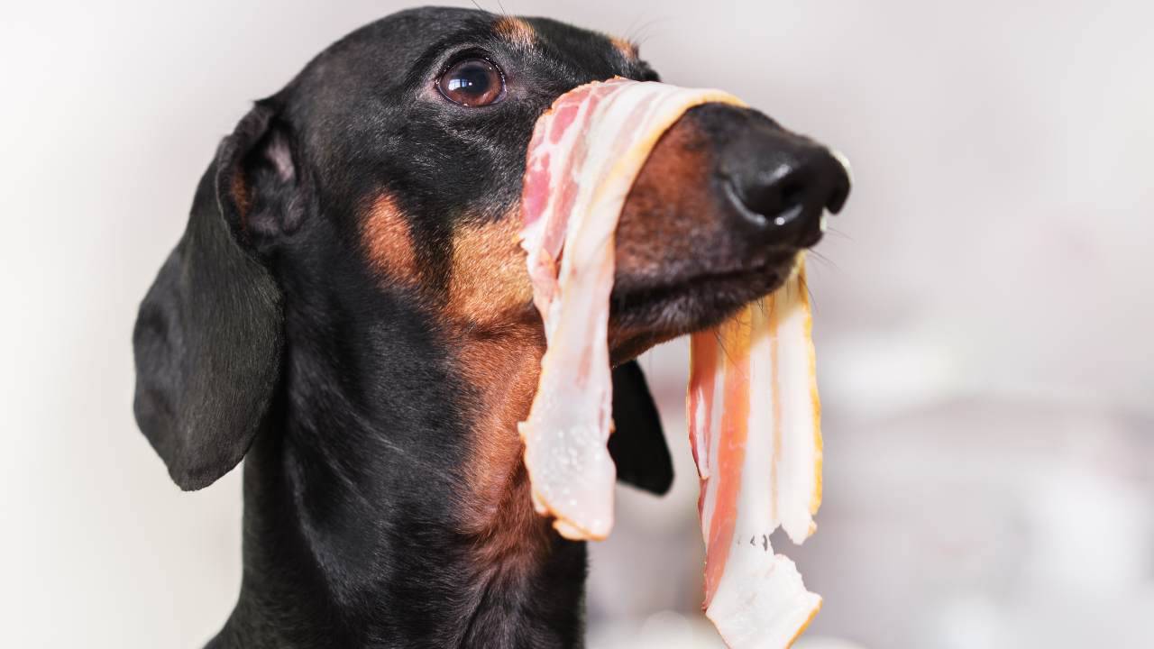 Il cane può mangiare la pancetta?