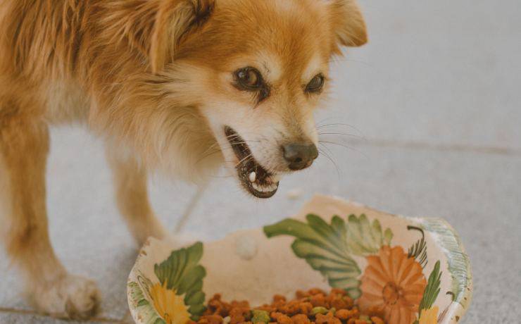 cane ringhia quando mangia