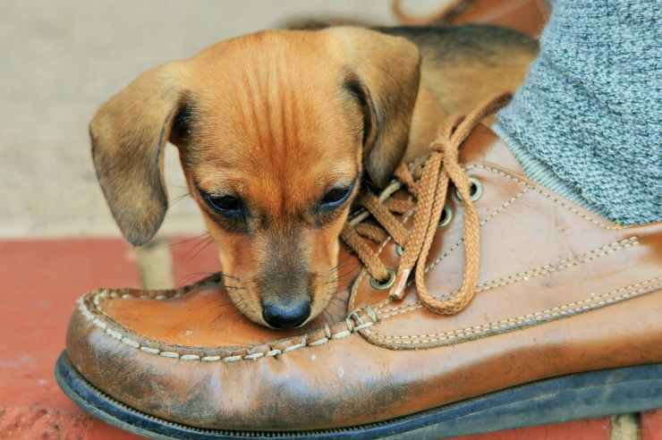 cane morde piedi quando camminiamo