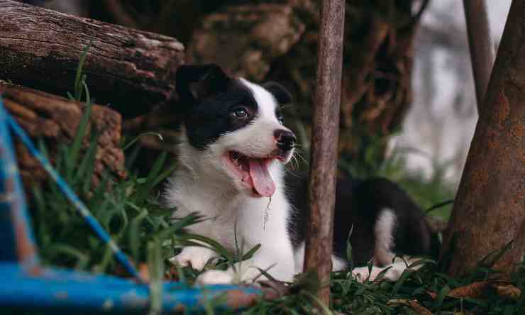 cane scostante si isola