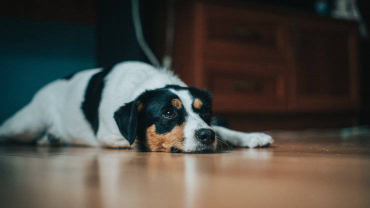 cane sta male per i salumi