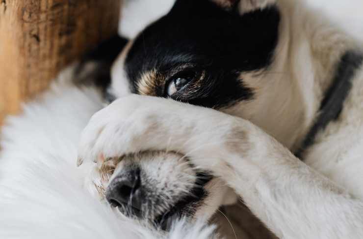 cane sta male, si isola