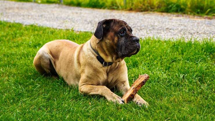 cane corso italiano pulire cura pelo toelettatura