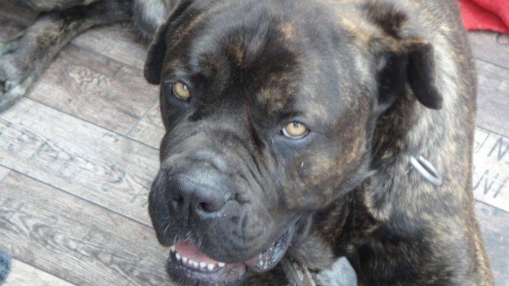 cane corso razze cani compatibili coinquilini