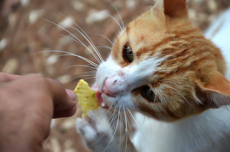 Il gatto e la papaya