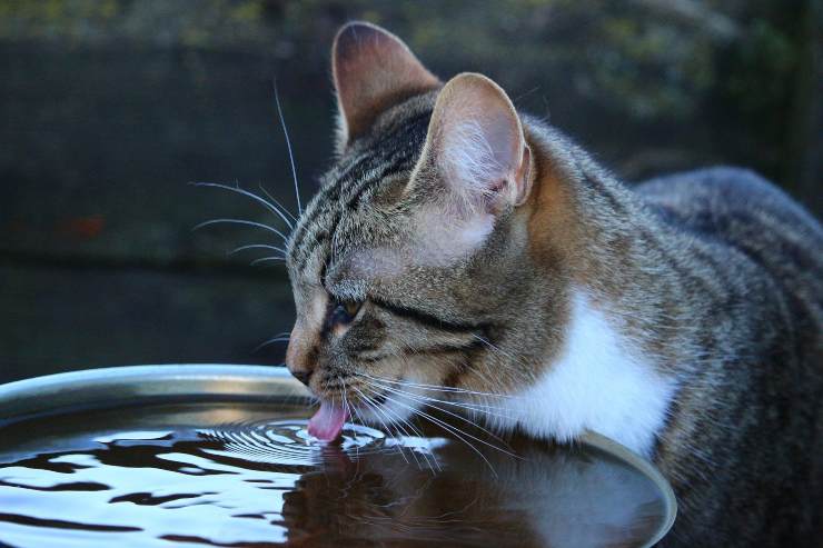 Il gatto preferisce l'acqua stagnante