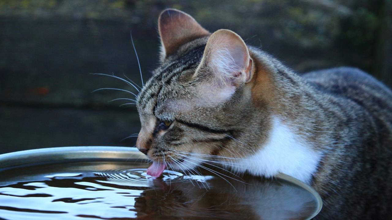 Perche I Gatti Dormono Vicino Al Padrone