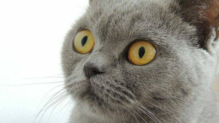 british shorthair